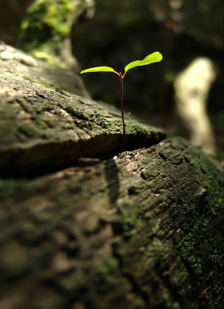 苔むした木から芽吹く若葉